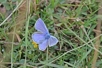 Männlicher Hauhechel-Bläuling (Polyommatus icarus) auf Hornklee