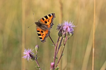 Obraz premium Kleiner Fuchs auf Acker-Kratzdistel