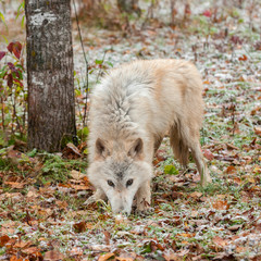 Fototapeta premium Blonde Wolf (Canis lupus) Sniffs in Snow Covered Leaves