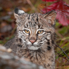 Bobcat (Lynx rufus) Stare