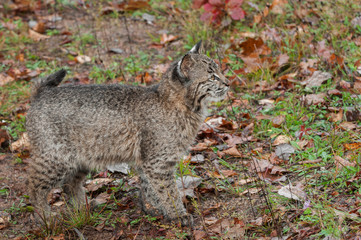 Naklejka premium Bobcat Kitten (Lynx rufus) Looks Right