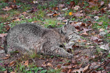 Bobcat Kitten (Lynx rufus) Stalks Right