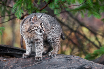 Bobcat Kitten (Lynx rufus) Looks Right