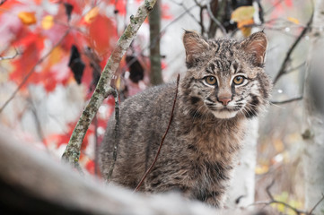 Naklejka na ściany i meble Bobcat (Lynx rufus Kitten) Peers przez przeszkody