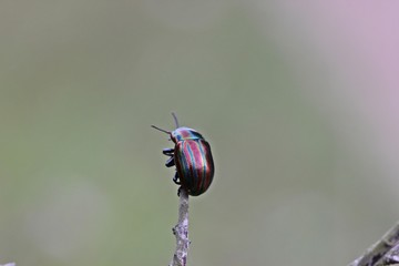 Regenbogen-Blattkäfer (Chrysolina cerealis) auf Zweig © Schmutzler-Schaub