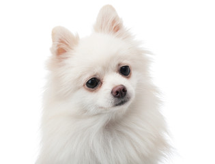 White pomeranian feeling curiosity