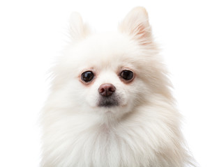 Obraz premium White pomeranian