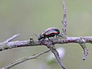 Regenbogen-Blattkäfer (Chrysolina cerealis) auf Zweig © Schmutzler-Schaub