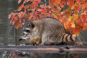 Raccoon (Procyon lotor) Washes Paws © geoffkuchera