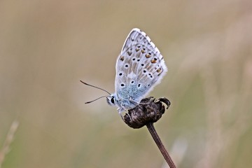 Silbergrüner Bläuling (Polyommatus coridon)