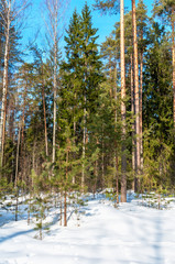 Fototapeta na wymiar pine forest in a winter sunny day
