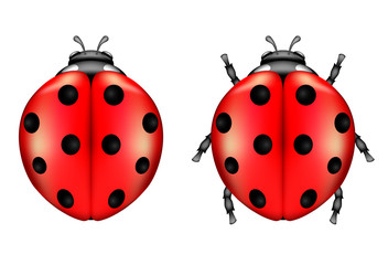 Ladybugs