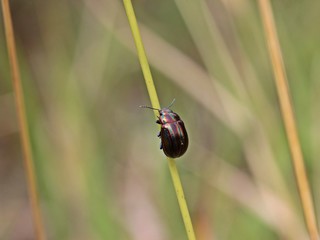 Regenbogen-Blattkäfer (Chrysolina cerealis) © Schmutzler-Schaub