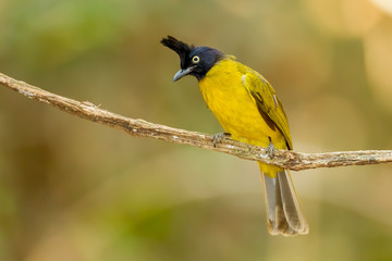 Black-crested Bulbul bird on the branch stair at us