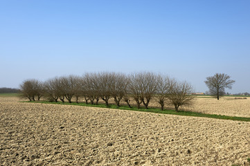 aratura campi