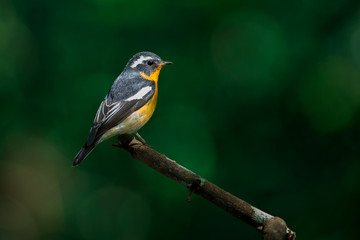 Fototapeta premium mugimaki flycather