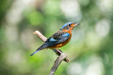 Fototapeta premium White-throated Rock Thrush