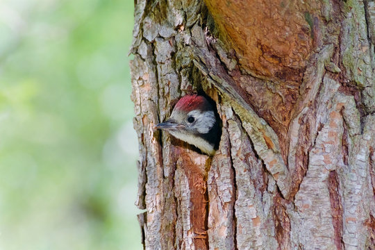 Middle spotted woodpecker juvenile looking out of its nest hole