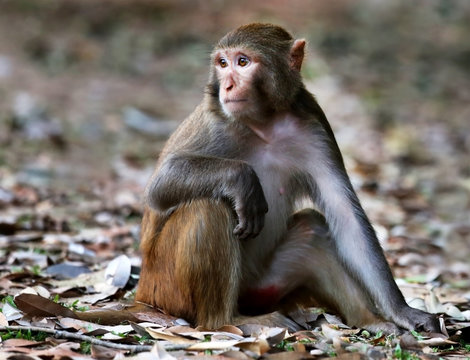 Close up of a rhesus monkey