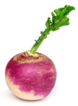 Turnip