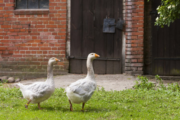 Gänse auf einem Bauernhof, Geese on a farm