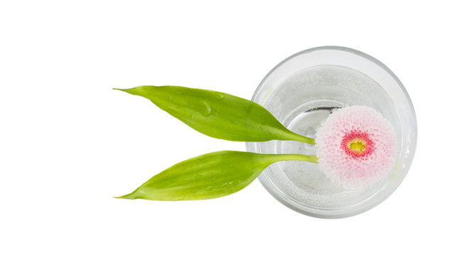 Pink daisy flower, bamboo leaves, glass of water,isolated