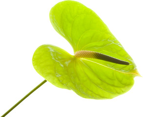 green Anthurium,