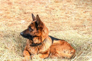 german shepherd dog laying on the hay