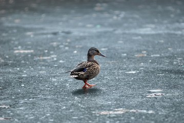 Duck on Ice
