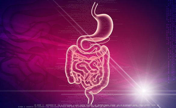human digestive system