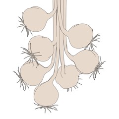 cartoon image of garlic food