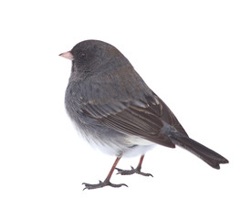 Isolated Junco