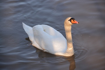 cisne en el agua