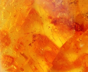 Baltic amber, resin segments, fossil millions of years