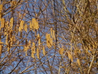 Kätzchen am Haselnussstrauch