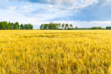 Barley field. Kaluga region. Russia
