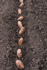 Bean seeds in the ground.