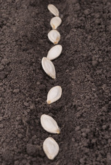 Pumpkin seeds in the ground.