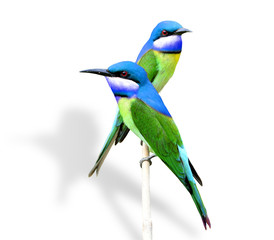 Beautiful Blue and Green Birds isolated on white background