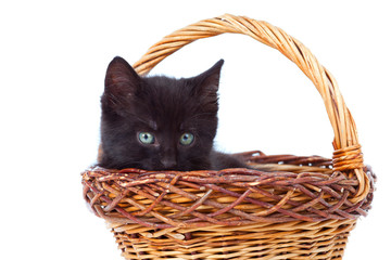 Fototapeta na wymiar kitten inside of basket