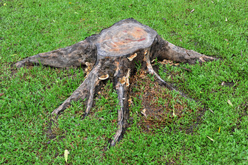 Stump of a cut tree