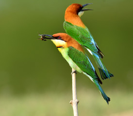 Chestnut-headed Bee-eater bird carrying bee in mouth as food