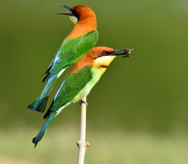 Chestnut-headed Bee-eater bird eating bee