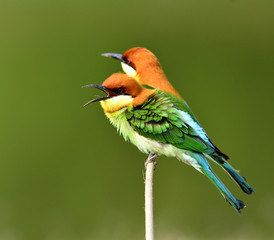 Chestnut-headed Bee-eater bird perching together on the branch w