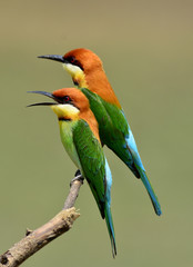 Chestnut-headed Bee-eater bird perching together on the branch
