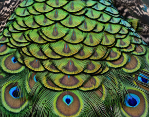 Fototapeta premium Close up of Peacock bird feathers with sharp in details