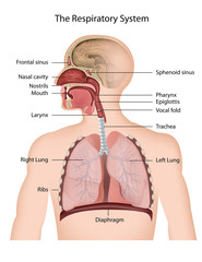 The Respiratory system, english description - obrazy, fototapety, plakaty