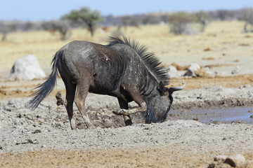 Fototapeta premium Blue wildebeest at the waterhole