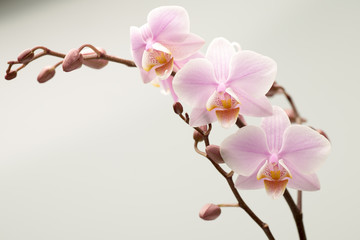 Obraz na płótnie Canvas Orchid.