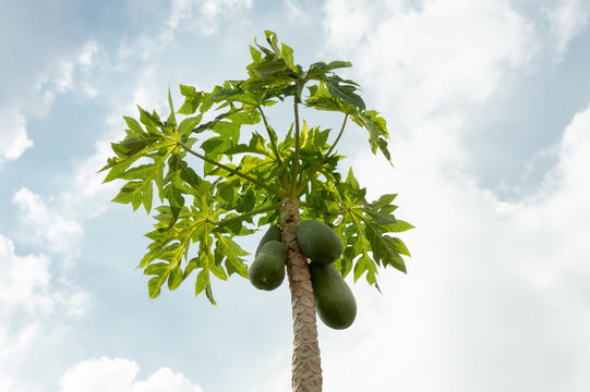 papaya tree in the sky